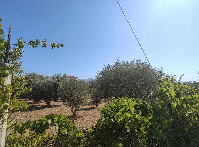 property-img